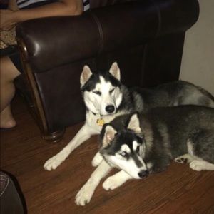 Meet your Posher, Carina